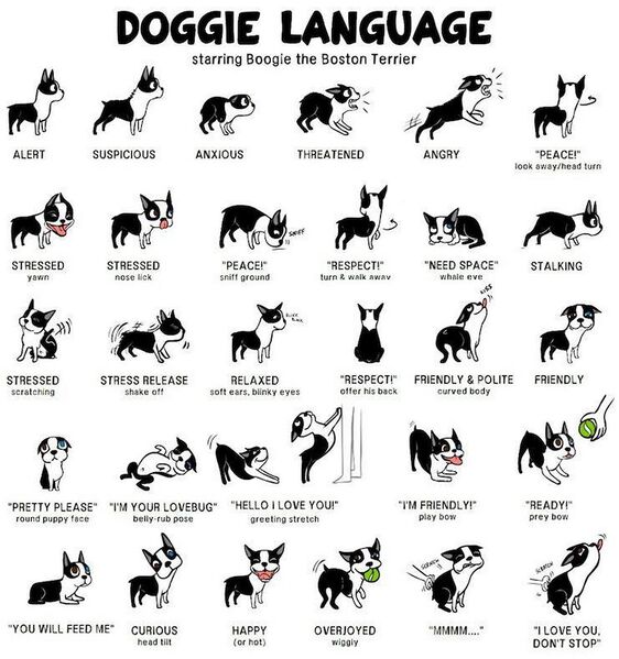File:Doggie-Language.jpg