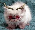 Cat With Horns.jpg