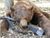 Bearindefense.jpg