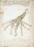 Vitruvian g.jpg