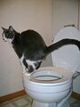 Cat pooping.jpg