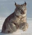 Lynx2.jpg
