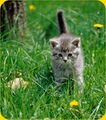 Cute-kitten-picture-in-the-grass.jpg