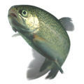 Rainbow trout.png