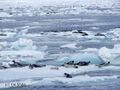 2195856-Seals-Arctic.jpg