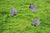 Grassandrocks.jpg