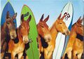 Surfer donkeys.jpg