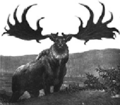 Ancient irish elk.gif
