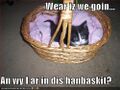 Funny-pictures-kitten-handbasket1.jpg