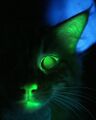 Dark and evil cat.jpg
