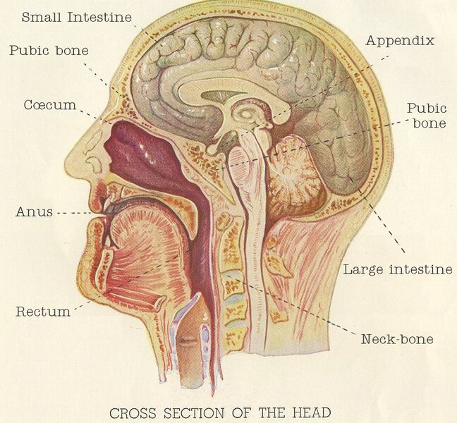 File:Head diagram.jpg