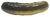 Pickle.jpg