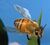 Buzzbuzz.jpg