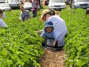 Strawberry picking.jpg