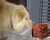 Bacon on bacon.jpg