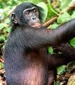 Bonobo.jpeg