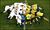 350 englandausscrum,0.jpg