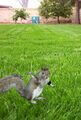 GraySquirrel native hab.jpg