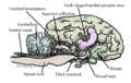 OSP sheep brain illo by Ratfactor.png