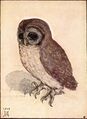 Durer-owl.jpg
