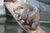 Beaver01.jpg