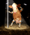 Cow-dancing.gif