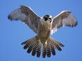 Peregrine-falcon.jpg