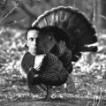 Goebbels-turkey.jpg