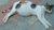 Pregnant cat.png