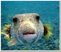 Puffer fish.jpg