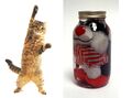 Glass box cats.jpg