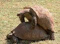 Tortoise mating sdnr-0310.jpg