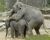 Fucking Elephants.jpg