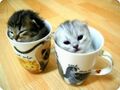 Teacup Kitten.jpg