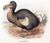 Dodo.jpg