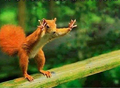Red squirrelb.png
