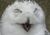 Other-owl4.jpg