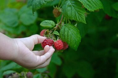 Raspberry - Uncyclopedia, the content-free encyclopedia