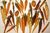Carrots.jpg