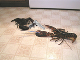 Lobster fight.png