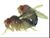 Mating flies.jpg