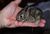 Southern swamp rabbit baby.jpg