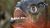 Piranha-1.jpg