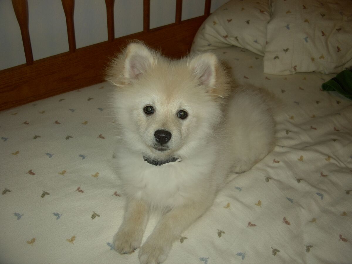 Pomeranian - Uncyclopedia, the content-free encyclopedia