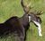 Rabid moose.jpg