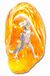 T-Rex-amber.jpg