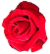Rose09.55.flop.png