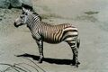 Zebra07.jpg