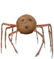 Coconut crab0.jpg