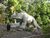 Dragon in forest.jpg